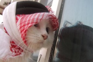 chats_549_366