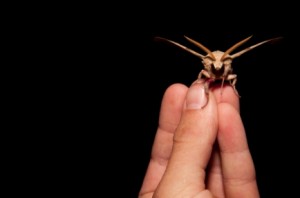 drones_papillons