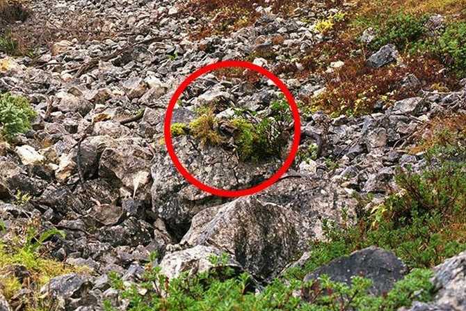 can_you_spot_the_snipers_06_671_447