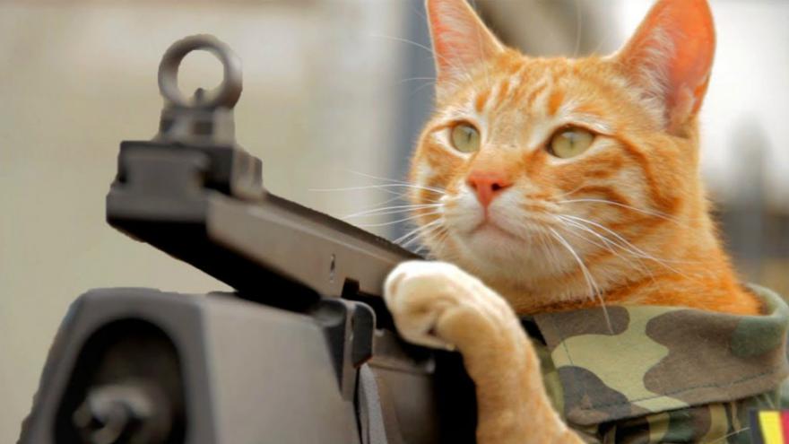 chat_bruxelles_1