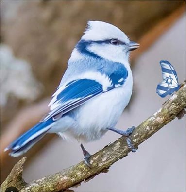 14469440_1252868318097014_7927670998631795446_n