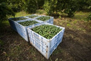 agriculteurs israéliens poussent de nombreuses espèces d'avocat, la plus grande partie pour l'exportation. Photo via Shutterstock.com