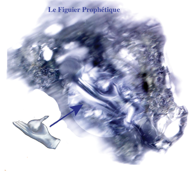 figue